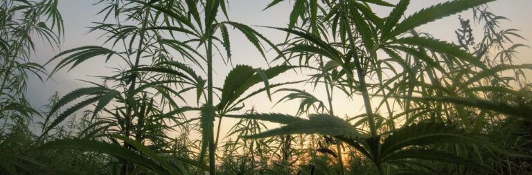 Read more about the article 2019 Colorado Cannabis Legislation:  The Details
